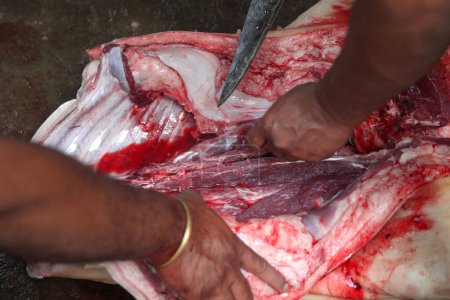 Téléchargez les photos : Boucher coupant de la viande crue avec un couteau à table à l'abattoir - en image libre de droit
