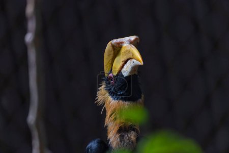 Téléchargez les photos : Hornbill à bec jaune Grand Hornbill, Grand indien - en image libre de droit
