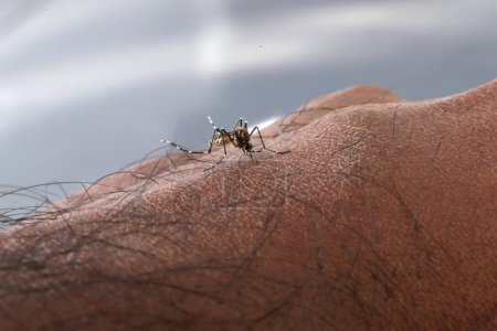 Foto de Aedes aegypti Mosquito. Cerca de un mosquito chupando sangre humana - Imagen libre de derechos
