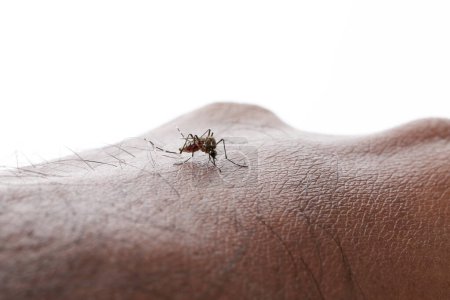 Téléchargez les photos : Moustique Aedes aegypti. Fermer un moustique qui suce du sang humain - en image libre de droit