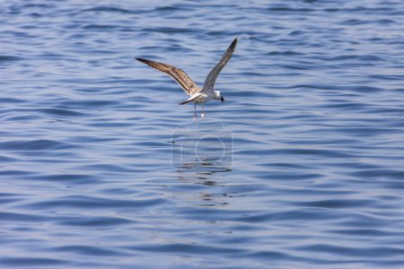 Téléchargez les photos : Mouette volant dans l'eau - en image libre de droit