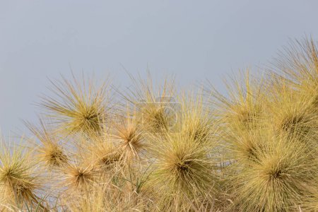 Foto de Spinifex littoreus, popularmente llamado como bigote Ravans o Beach Spinifex, es una hierba perenne con increíbles tallos de formación de estolones en Pulicat, Tamil Nadu en la India. - Imagen libre de derechos