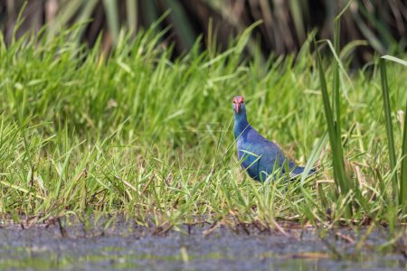 Photo for Grey headed swamphen or the purple swamphen from India in odisha. - Royalty Free Image
