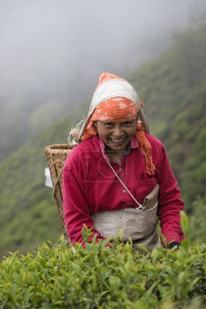 Photo for Darjeeling, West Bengal,India,20 April 2022 Women pickers plucking tea leaves at height 2,100 metres (6,900 ft) of Margaret's Deck Goodricke Tea Pot. - Royalty Free Image