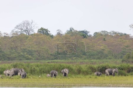 Eine Gruppe wilder Elefanten in der Nähe eines Gewässers im Kaziranga Nationalpark, Assam, Indien.