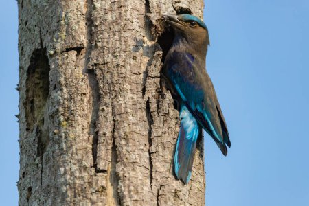 Indian roller sitting on a tree trying to eat insect in Kaziranga National Park in indian Assam