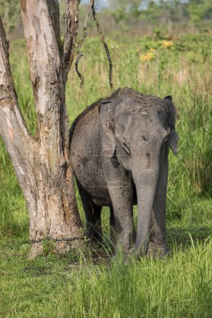 Photo for Elephant chained to the tree in kaziranga national park in india assam - Royalty Free Image