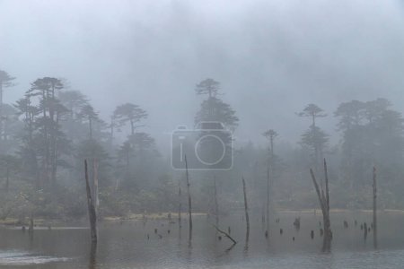 Téléchargez les photos : Vue sur le paysage nuageux et souches d'arbres morts debout sur le lac madhuri gelé ou le lac sangetsar sangestar tso lake.located près du col de bum la à tawang, arunachal pradesh, Inde - en image libre de droit
