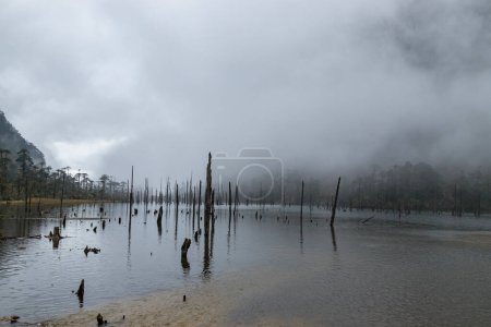 Photo for Cloudy landscape view and dead tree stumps standing on frozen madhuri lake or sangetsar lake sangestar tso lake.located near bum la pass in tawang, arunachal pradesh, india - Royalty Free Image