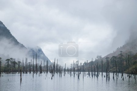 Téléchargez les photos : Vue sur le paysage nuageux et souches d'arbres morts debout sur le lac madhuri gelé ou le lac sangetsar sangestar tso lake.located près du col de bum la à tawang, arunachal pradesh, Inde - en image libre de droit