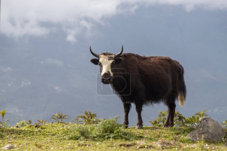 Yaks grasen an den hohen Hängen der Berge im westlichen Araunachal Pradesh, Indien.