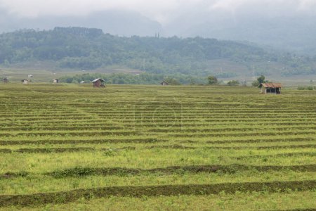 Arroz arrozales después de la cosecha de arroz, en el distrito de Kangpokpi, Manipur, India, Asia