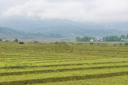Rizières après récolte de riz, district de Kangpokpi, manipur, Inde, Asie