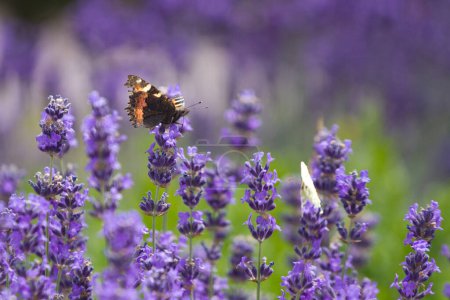 Foto de Hermoso campo de lavanda en Francia con mariposas - Imagen libre de derechos