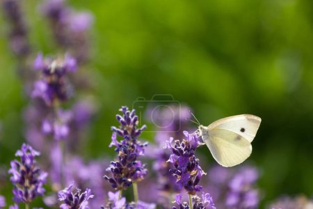 Téléchargez les photos : Beau champ de lavande en France avec des papillons - en image libre de droit