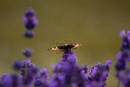 Photo for Beautiful lavender field in France with butterflies - Royalty Free Image