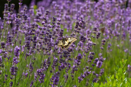 Foto de Hermoso campo de lavanda en Francia con mariposas - Imagen libre de derechos