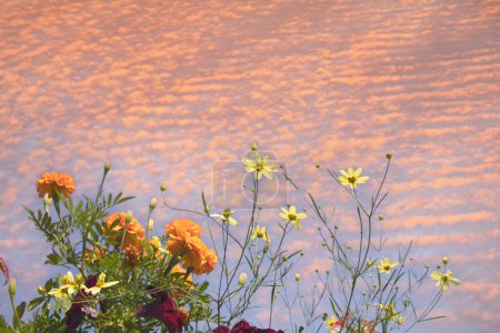 Téléchargez les photos : Calvi Corse à la mer Méditerranée, Tagetes erecta fleurs - en image libre de droit