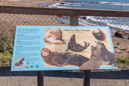 Foto de San Simeon, Estados Unidos - 15 de marzo de 2019: explicación del comportamiento de las focas en la playa de San Simeón. - Imagen libre de derechos