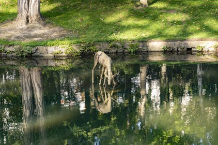 Foto de Wiesbaden, Alemania - 11 de octubre de 2020: escultura escénica del ciervo de la pierna en el valle del Nerón en Wiesbaden, Alemania creada por Michael von Brentano en 2019. - Imagen libre de derechos