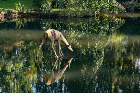 Foto de Wiesbaden, Alemania - 11 de octubre de 2020; escultura escénica del ciervo de la pierna en el valle del Nerón en Wiesbaden, Alemania creada por Michael von Brentano en 2019. - Imagen libre de derechos