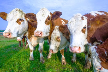 Foto de Ganado de vacas jóvenes en el prado - Imagen libre de derechos