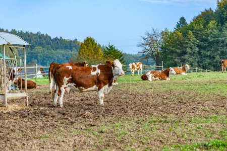 Téléchargez les photos : Pâturage gratuit des vaches en plein air dans le pré en Allemagne - en image libre de droit