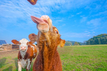 Photo for Cattles at the meadow eating rolls - Royalty Free Image