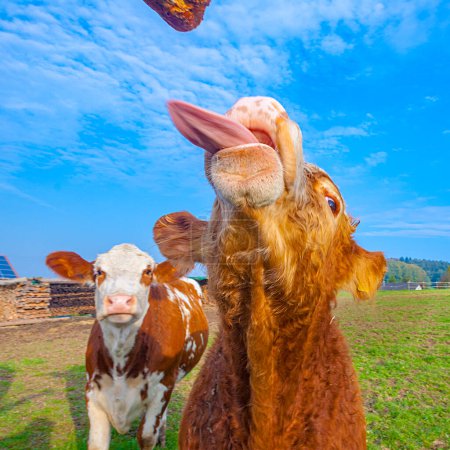 Téléchargez les photos : Créatures à la prairie manger des rouleaux - en image libre de droit