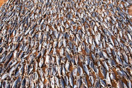 Photo for School of fish prepared and drying at the beach - Royalty Free Image