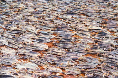 Photo for School of fish prepared and drying at the beach - Royalty Free Image