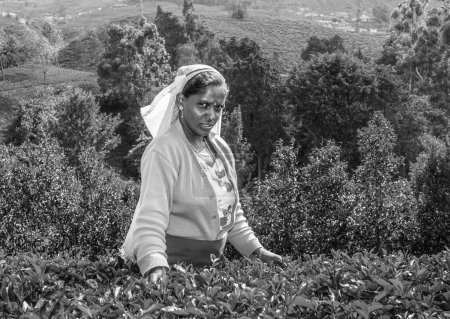 Foto de Nuwara Eliya, Sri Lanka - 15 de agosto de 2005: cosecha en los campos de té, recolector de té en las tierras altas está recogiendo té en Nuwara, Eliya, Sri Lanka. - Imagen libre de derechos