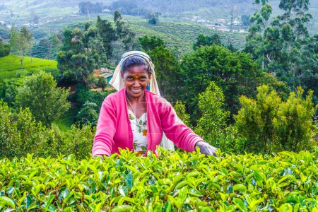 Photo for Nuwara Eliya, Sri Lanka - August 15, 2005: harvest in the tea fields, tea picker in the highlands is picking tea in Nuwara, Eliya, Sri Lanka. - Royalty Free Image