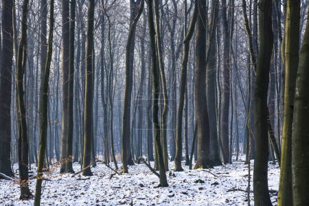 Photo for Trees in snowy winter in forest without leaves - Royalty Free Image
