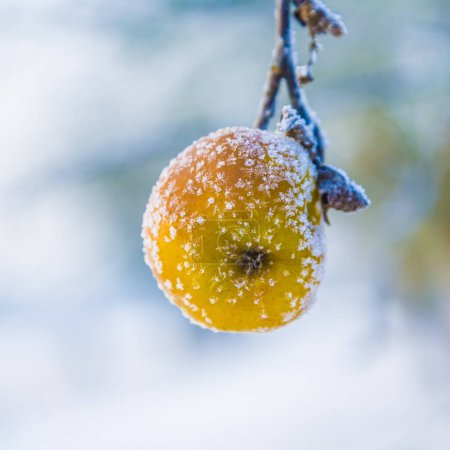Téléchargez les photos : Pomme en hiver avec cristaux de glace dans le givre hirsute - en image libre de droit