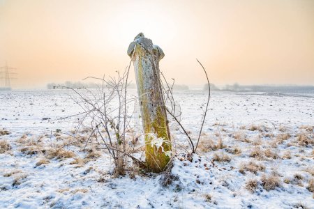 Téléchargez les photos : Vieil arbre en gelée blanche au lever du soleil lors d'une matinée romantique froide d'hiver avec des champs enneigés - en image libre de droit