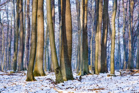 Téléchargez les photos : Arbres en hiver en forêt - en image libre de droit