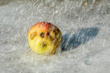 Téléchargez les photos : Pomme fraîche sous la pluie avec des déformations intéressantes ressemblant à un visage - en image libre de droit