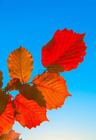 Photo for Leaves of a hazlenut tree in intensive red light with blue background - Royalty Free Image