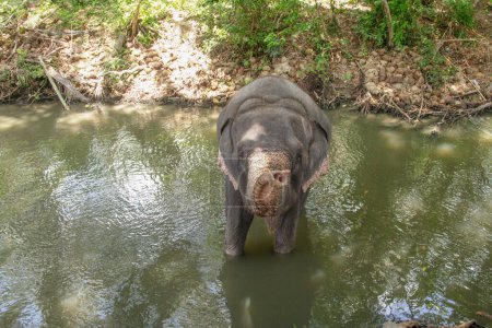 Téléchargez les photos : Éléphant au Sri Lanka se réjouit se baigner dans la boue de la rivière - en image libre de droit