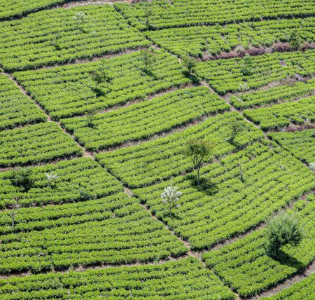 Foto de Plantación de té verde en Sri Lanka cerca de Nuwara Eliya - Imagen libre de derechos
