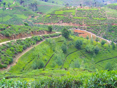 Téléchargez les photos : Plantation de thé vert au Sri Lanka près de Nuwara Eliya - en image libre de droit