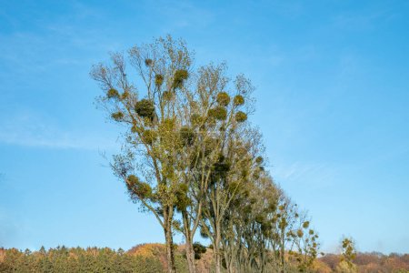 Téléchargez les photos : Allée d'arbres avec des plants de gui dans la cime des arbres - en image libre de droit