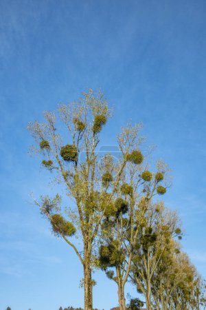 Téléchargez les photos : Allée d'arbres avec des plants de gui dans la cime des arbres - en image libre de droit