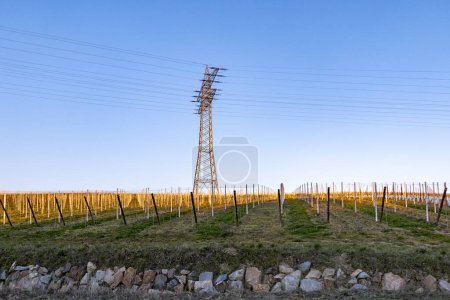 Foto de Pilón eléctrico en viñedo bajo cielo azul claro - Imagen libre de derechos