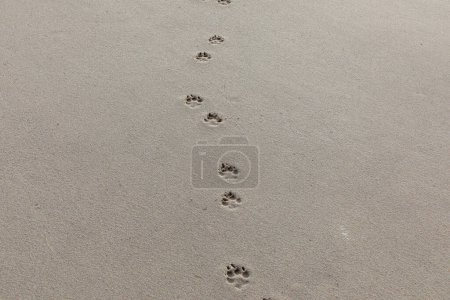 Téléchargez les photos : Empreinte d'un chien sur la plage de sable de Sylt - en image libre de droit
