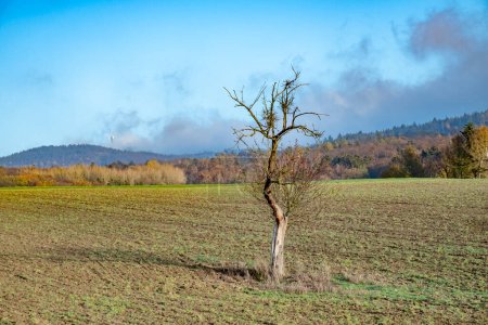Téléchargez les photos : Arbre solitaire sans feuilles dans un champ labouré dans le paysage rural dans les montagnes Taunus en Allemagne - en image libre de droit