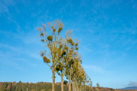 Foto de Callejón de árboles con plantas de muérdago en la copa de los árboles - Imagen libre de derechos