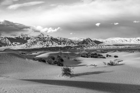 Téléchargez les photos : Beaux appartements Mesquite dans le désert de la vallée de la mort à la lumière du coucher du soleil, États-Unis - en image libre de droit