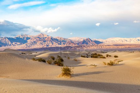 Photo for Beautiful Mesquite flats in the death valley desert in sunset light, USA - Royalty Free Image